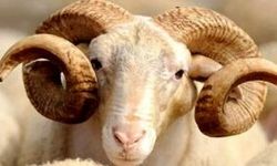 Kurbanlık fiyatları dudak uçuklattı