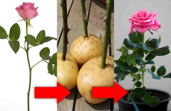 Bir_tek_gülü_koca_bir_gül_demetine_dönüştürün_Haberin_Hapısı