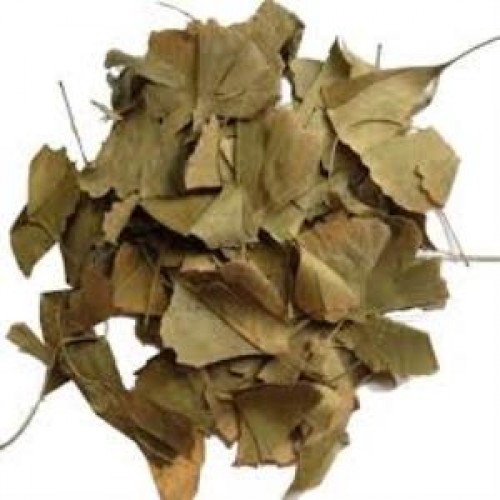 Ginkgo Biloba