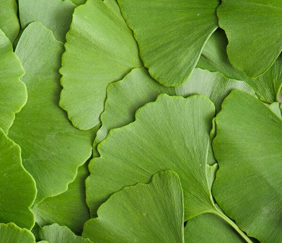 Ginkgo Biloba